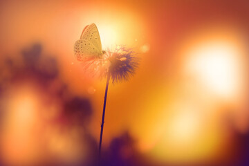 Blurred fluffy dandelion and butterfly on orange sunset sky background of the setting sun. Back...