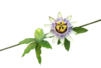 トケイソウ　6月撮影