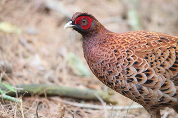 Copper Pheasant (Syrmaticus soemmerringii) ssp.soemmerringii, north Kyushu subspecies, in Japan
