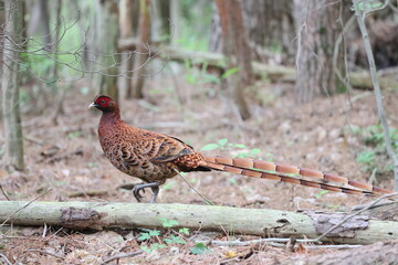 Copper Pheasant (Syrmaticus soemmerringii) ssp.soemmerringii, north Kyushu subspecies, in Japan