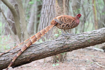 Copper Pheasant (Syrmaticus soemmerringii) ssp.soemmerringii, north Kyushu subspecies, in Japan