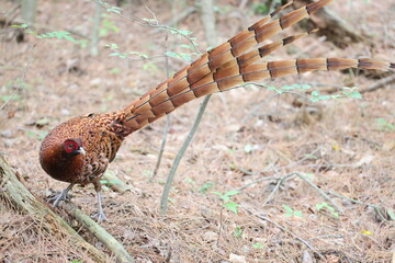 Copper Pheasant (Syrmaticus soemmerringii) ssp.soemmerringii, north Kyushu subspecies, in Japan