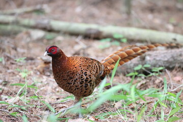 Copper Pheasant (Syrmaticus soemmerringii) ssp.soemmerringii, north Kyushu subspecies, in Japan