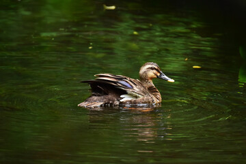 池に浮かぶカルガモ
