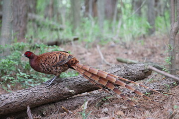 Copper Pheasant (Syrmaticus soemmerringii) ssp.soemmerringii, north Kyushu subspecies, in Japan
