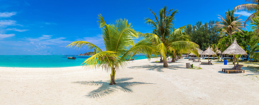 Single palm tree on beach
