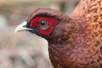 Copper Pheasant (Syrmaticus soemmerringii) ssp.soemmerringii, north Kyushu subspecies, in Japan