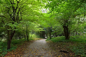 Obraz premium ヨーロッパ・ウィーンの小道、雨上がりの緑