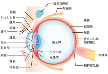 目の構造　断面図　医療