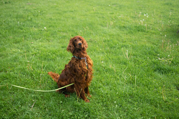 Cute brown setter dog with long hair enjoying is sitting on the grass in the garden.Training a dog...