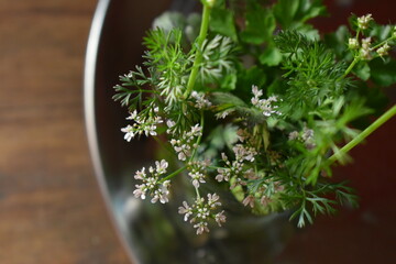 Bunch of fresh coriander and flowers in a glass on the silver plate. Kitchen herb.