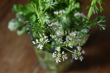 Bunch of fresh coriander and flowers in a glass on the wood table. Kitchen herb.