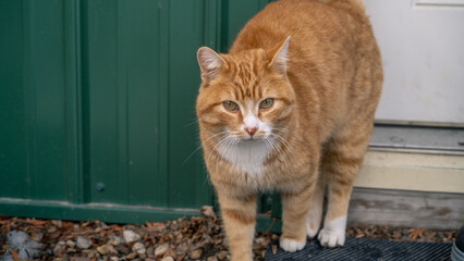 Fototapeta na wymiar Orange tabby cat standing on dry leaves near front door outdoors. Ginger striped feline pet looking at camera