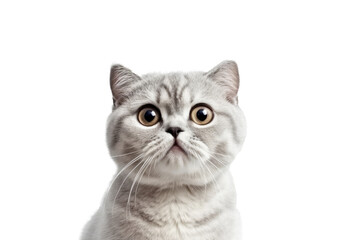 Cute fluffy portrait kitty Cat Scottish fold looking at camera isolated on clear png background, funny moment, pet concept, with Generative Ai. - obrazy, fototapety, plakaty