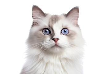 Cute fluffy portrait kitty Cat Ragdoll looking at camera isolated on clear png background, funny moment, pet concept, with Generative Ai.