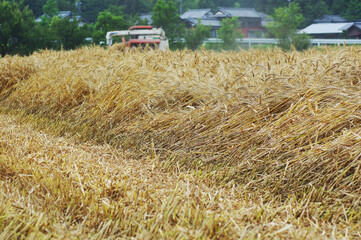 コンバインで小麦の収穫