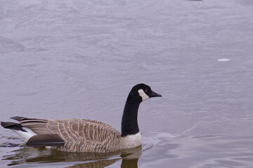 Canada Goose in the Water