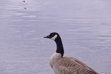 Obraz premium Canada Goose in the Water