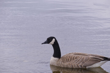 Obraz premium Canada Goose in the Water