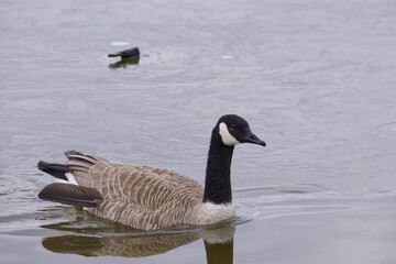 Canada Goose in the Water