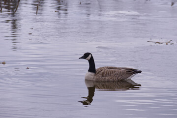 Canada Goose in the Water