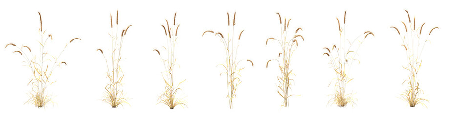 Set of dry Fountain grass with isolated on transparent background. PNG file, 3D rendering illustration, Clip art and cut out
