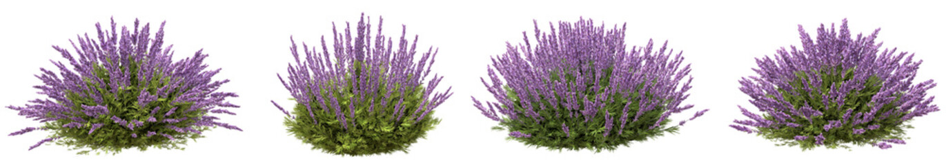 Set of lavender flowers with isolated on transparent background. PNG file, 3D rendering illustration, Clip art and cut out
 - obrazy, fototapety, plakaty