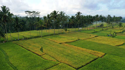 rice field, mancingan village, near ubud bali