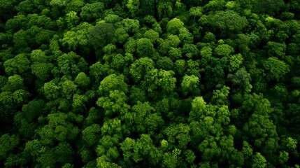 Aerial top view of lush green forest