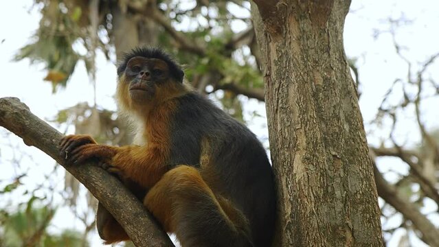 Red Colobus Monkey relaxing in a tree and being causious.