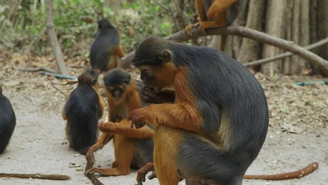 Eating group of Red Colobus monkeys in Gambian Monkey Park. (Peanuts)