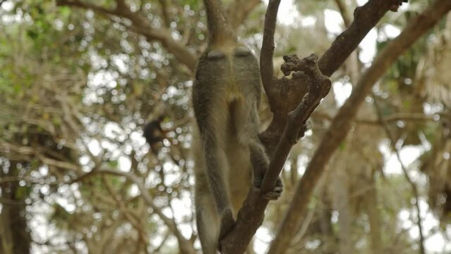 Small Sabaeus monkey close up in a tree with focus on its tail.