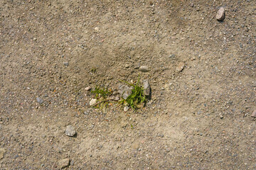 Green leaves growing on gravel, top view.