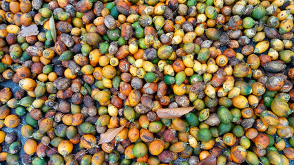 farmers drying betel nuts to prepare for the next step
