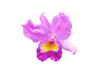 large orchid Blooming beautifully in the bright sunlight white background