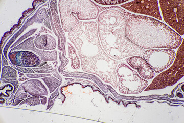 The study of tissue samples of Trachea of Cat, Epididymis, Prostate, Uterus with embryo of rat and Mammary gland cow  under the microscope in Lab.