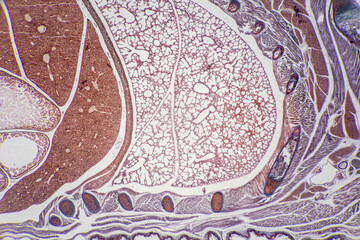 The study of tissue samples of Trachea of Cat, Epididymis, Prostate, Uterus with embryo of rat and Mammary gland cow  under the microscope in Lab.