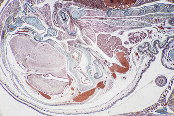 The study of tissue samples of Trachea of Cat, Epididymis, Prostate, Uterus with embryo of rat and Mammary gland cow  under the microscope in Lab.