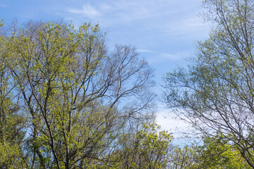 Obraz premium A Bright Spring Sky and Budding Trees in Weston, Ontario