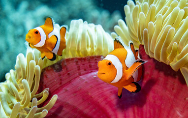 Clownfish and anemone on the reef