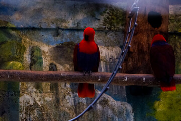 Selective focus of parrots perched in their enclosures in the afternoon. Great for educating children about wild animals.