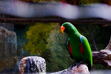 Selective focus of parrots perched in their enclosures in the afternoon. Great for educating children about wild animals.