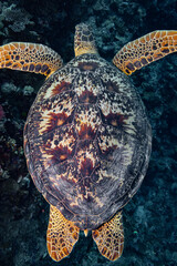 Turtle shell on coral reef