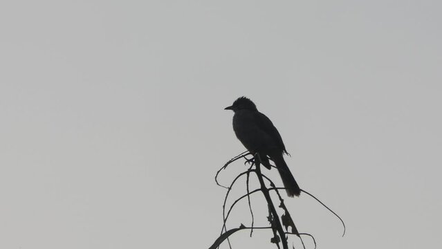Brown eared Bulbul on a Tree Branch