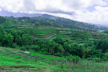 The view of the natural horizon under the blue cloudy sky with the refreshing green of the rice fields and mountains