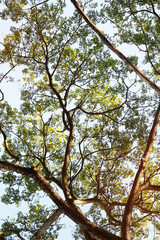 Landscape the big tree with nature background