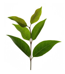 green leaf isolated on white background