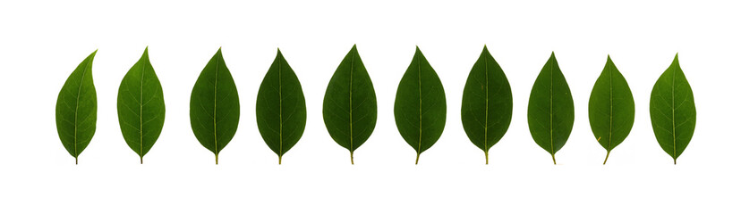 green grass isolated on white