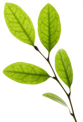 Fototapeta premium green leaves isolated on white