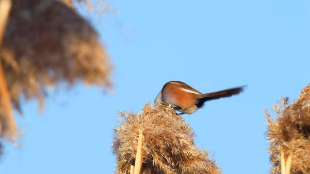 Wildlife - Birds. They feed on bearded reedling (Panurus biarmicus) birds, insects and reed seeds that live in large reeds in wetlands.
